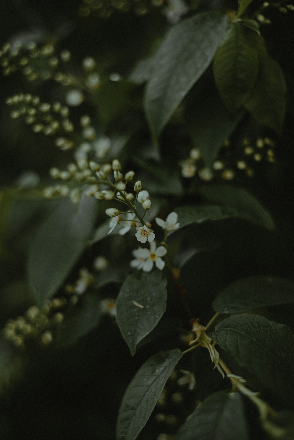 a close up of a flower on a tree