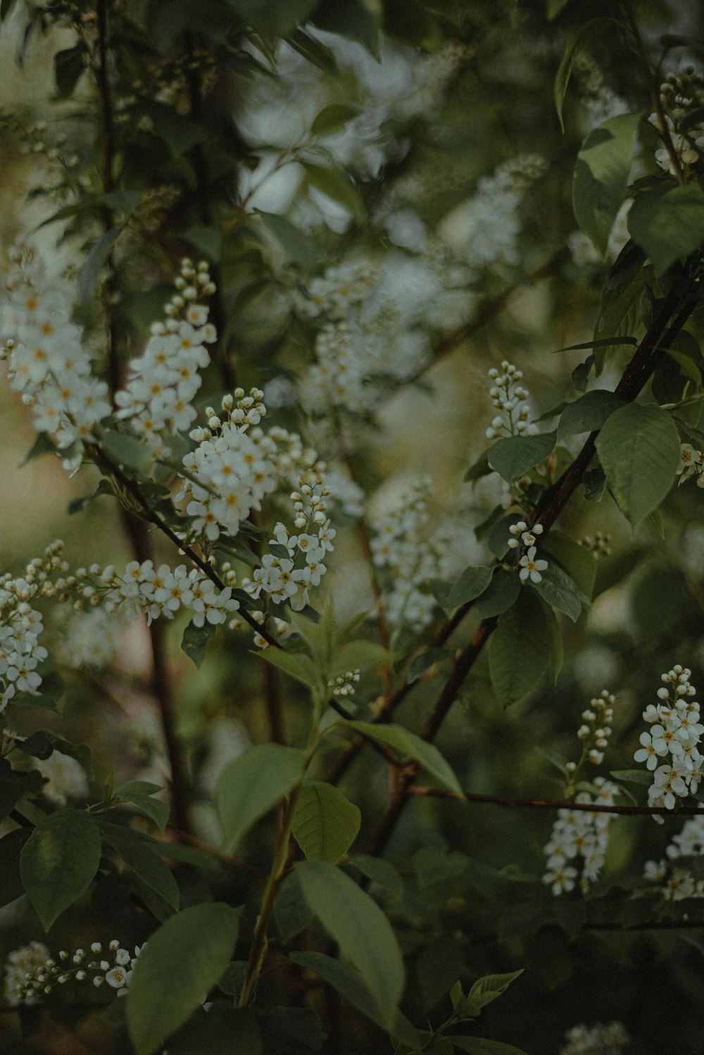 a bunch of white flowers growing on a tree