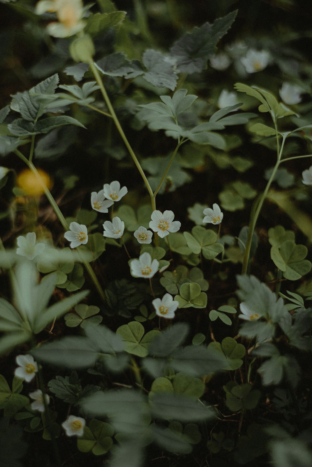 a bunch of flowers that are in the grass