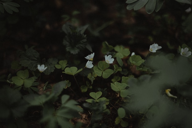 a group of small white flowers surrounded by green leaves