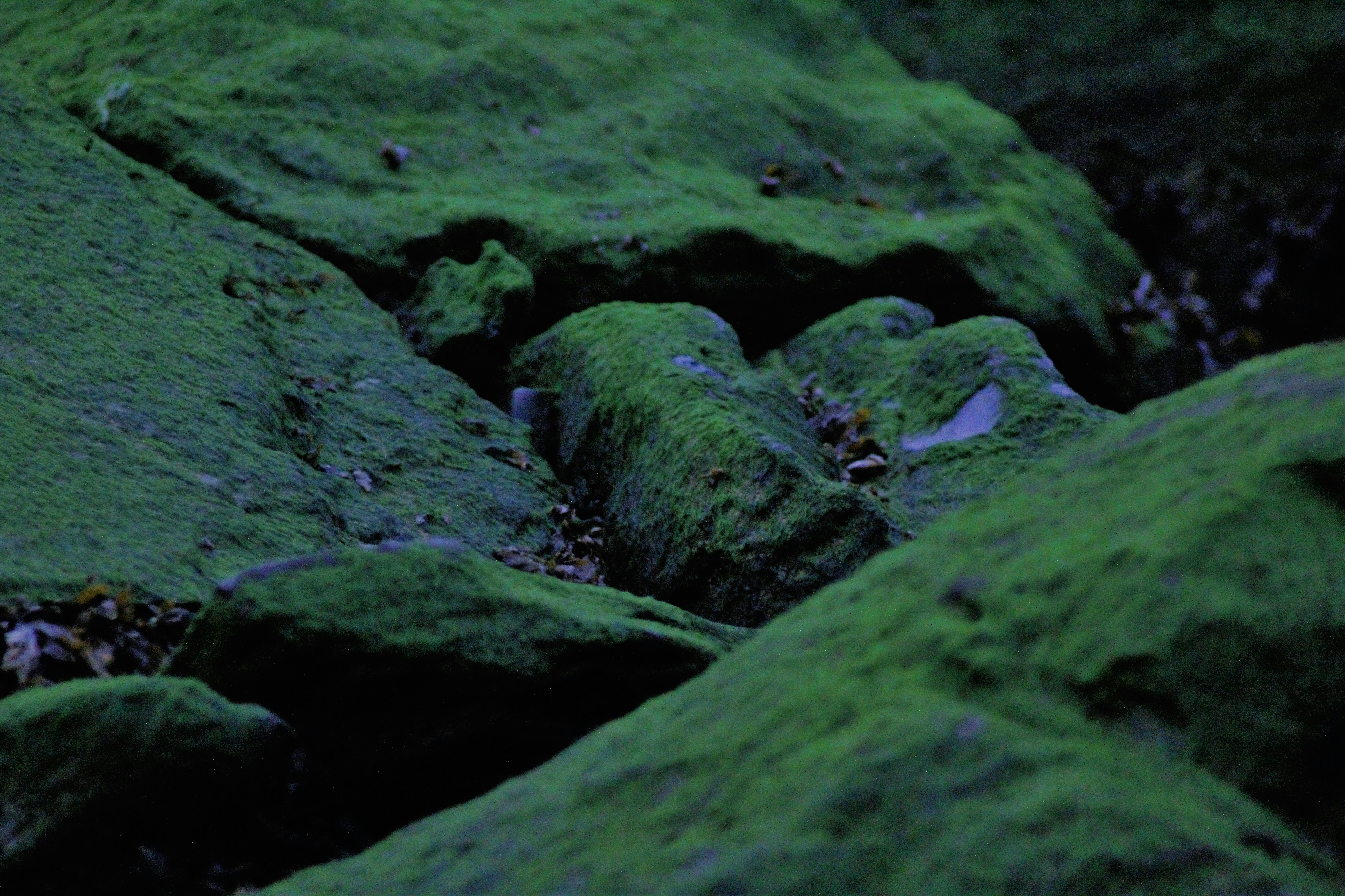 green moss growing on rocks in the woods