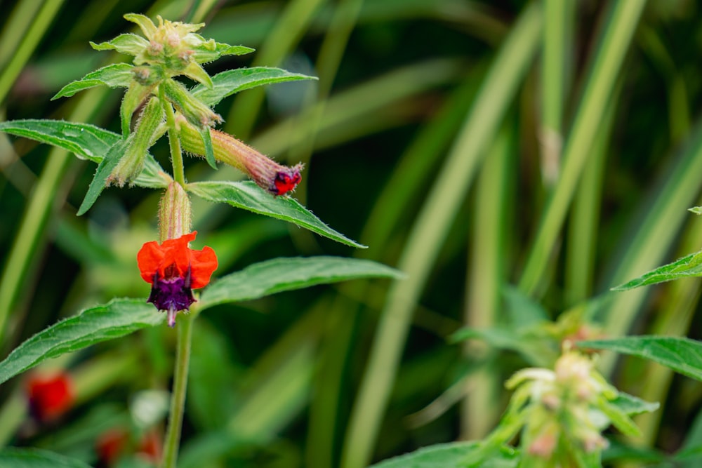 a group of red and purple flowers in a field