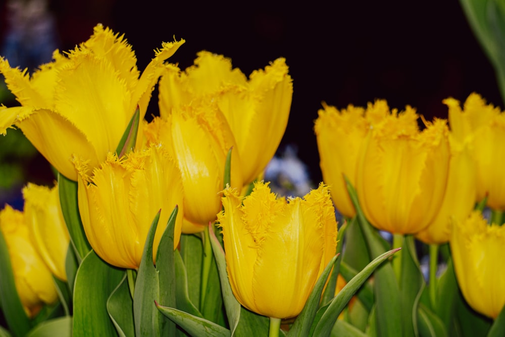 a bunch of yellow flowers with green leaves