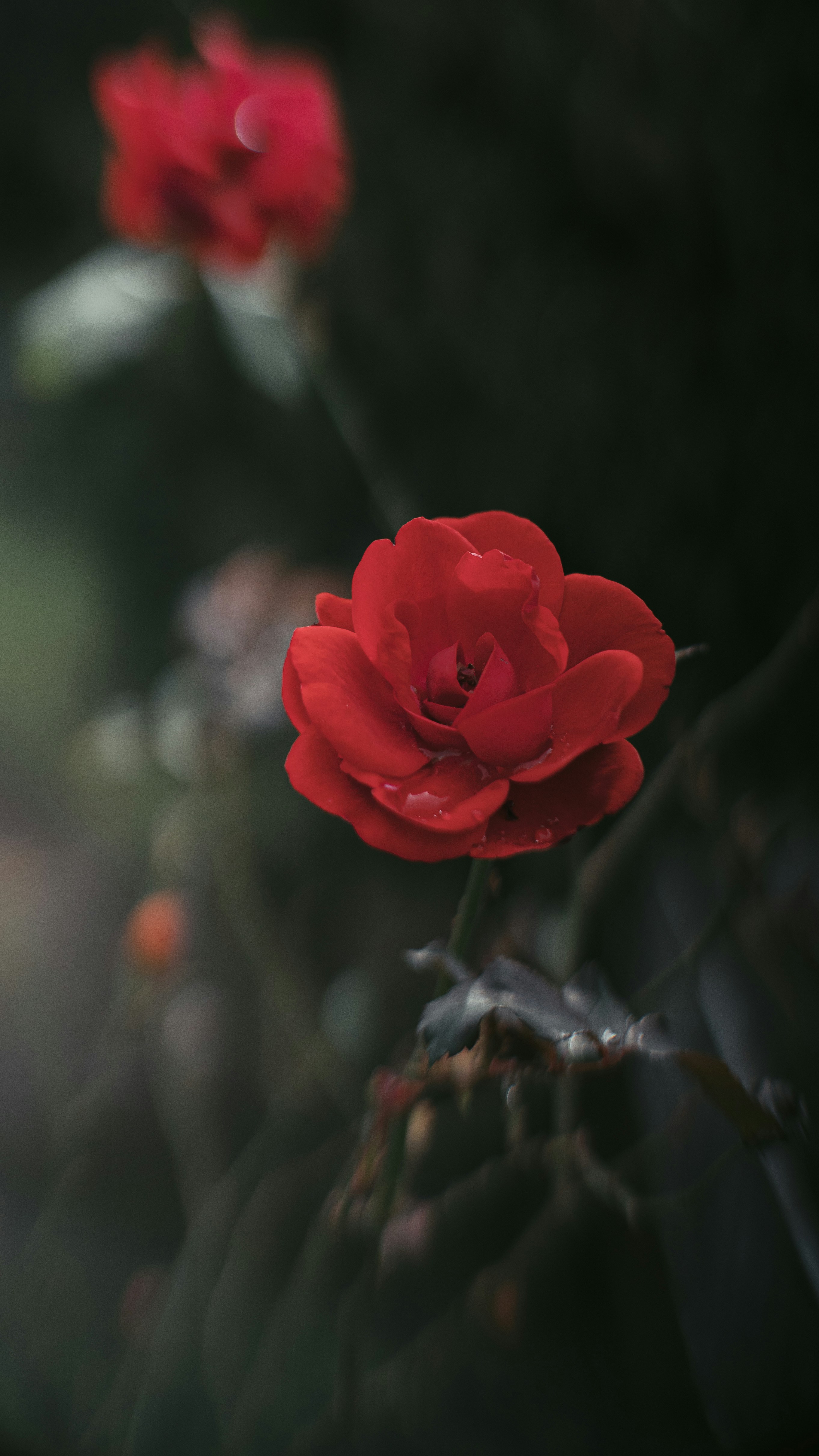 Photo by katalinsalles