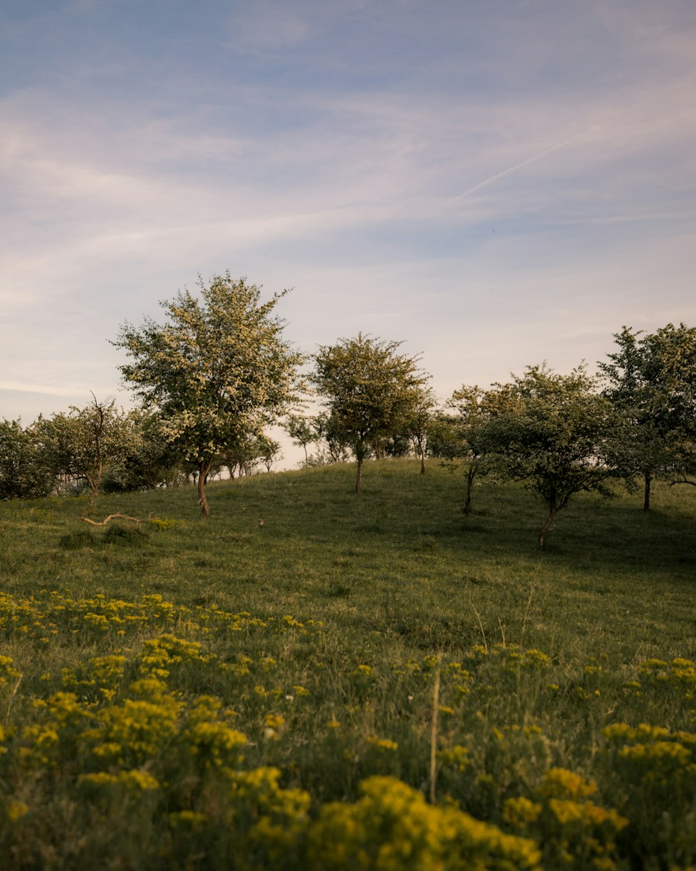 a grassy field with trees and bushes in the background