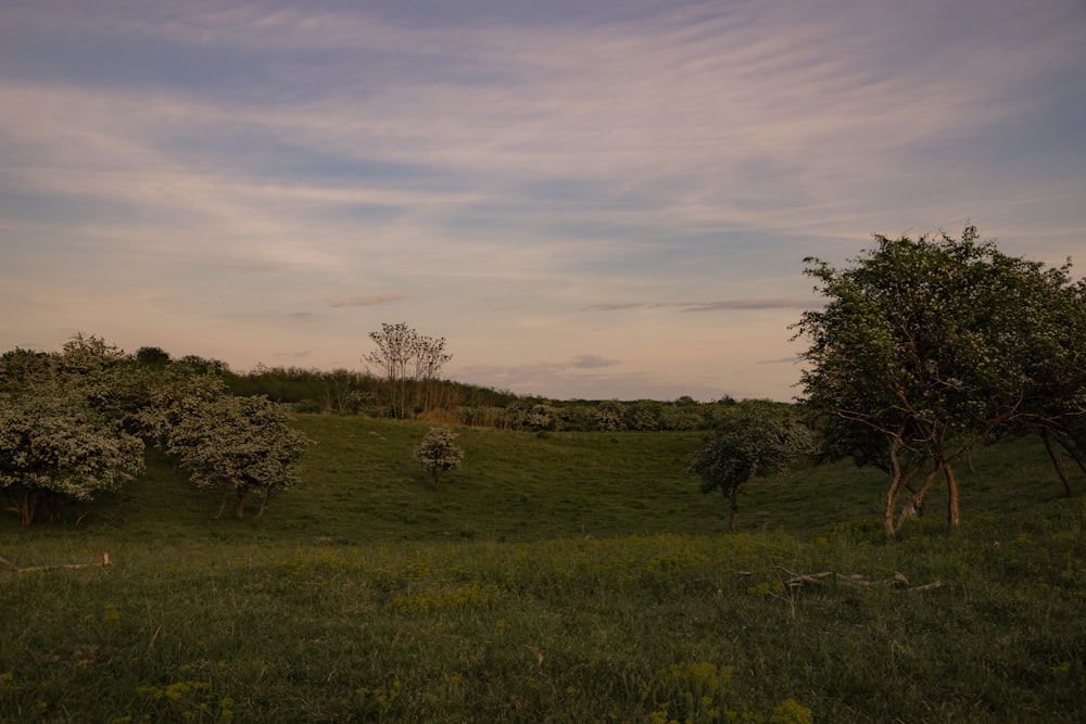 a grassy field with trees and a tower in the distance