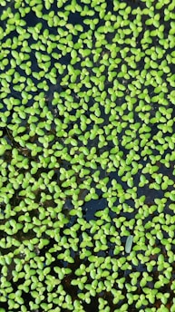 A dense cluster of small, bright green aquatic plants floats on the surface of dark water. The plants have tiny, oval leaves and are closely packed, creating a textured, leafy pattern.