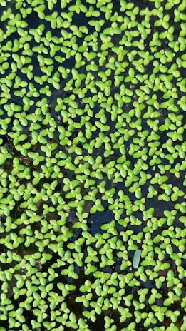 A dense cluster of small, bright green aquatic plants floats on the surface of dark water. The plants have tiny, oval leaves and are closely packed, creating a textured, leafy pattern.