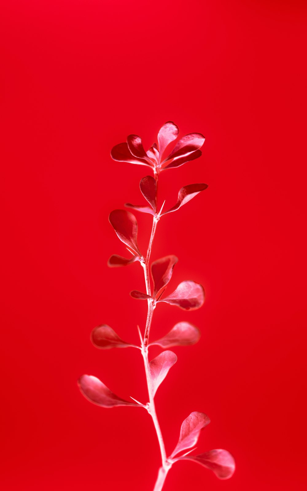 a plant with red leaves on a red background