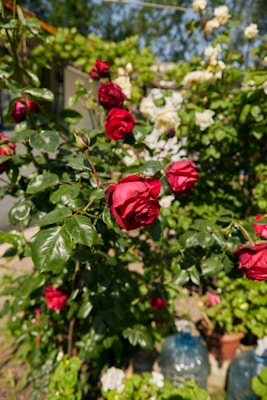 A vibrant garden scene with red roses in full bloom, surrounded by lush green leaves. In the background, white roses and dense foliage are visible. There are pots and large water containers placed on the ground among the plants. The setting appears to be outdoors on a sunny day with a clear blue sky.