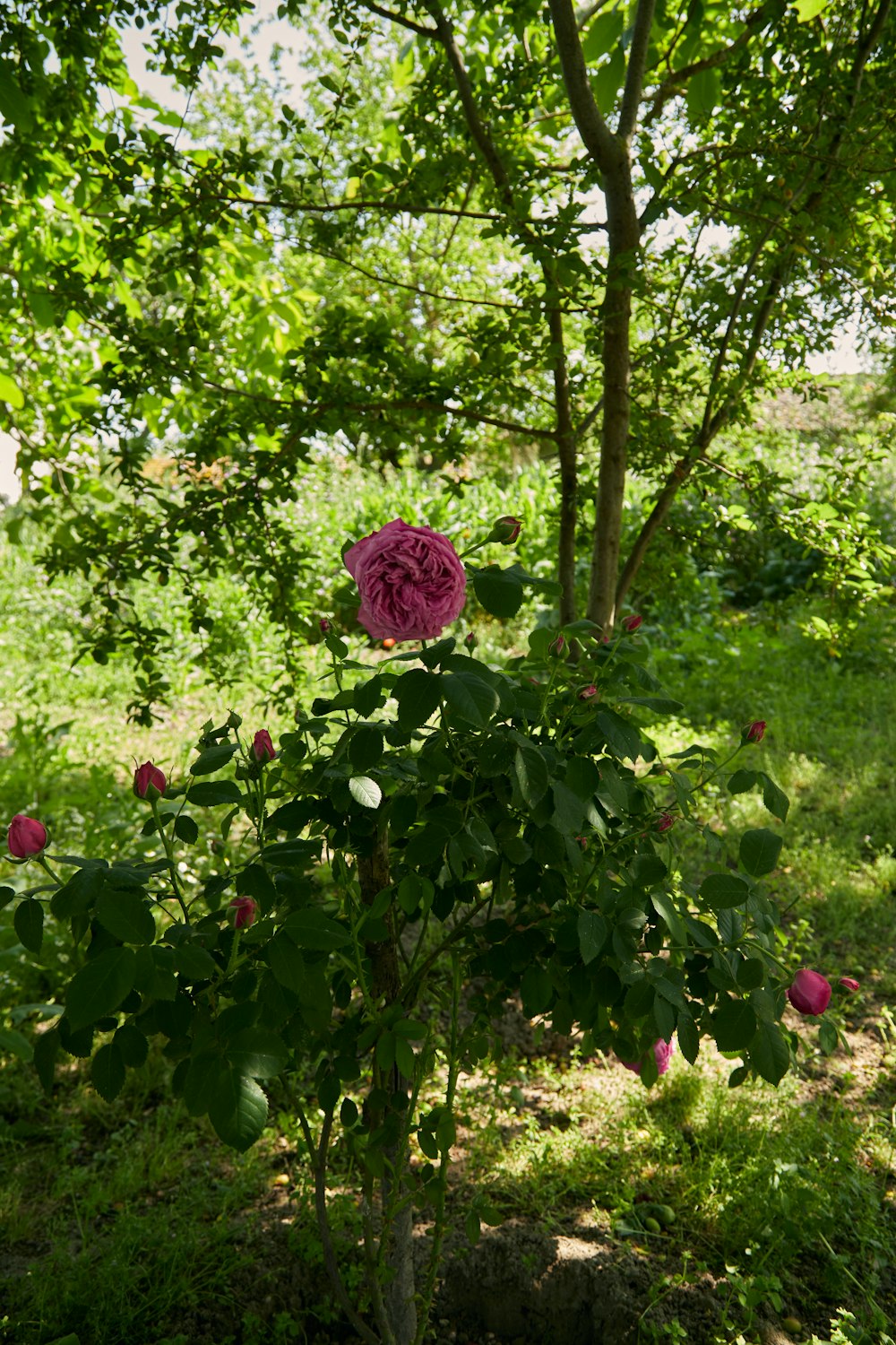 a large pink flower sitting on top of a lush green field