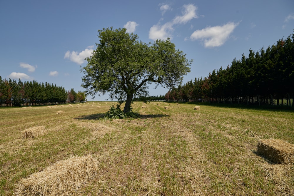 a large field with a tree and hay bales