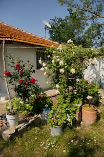 A quaint garden scene features several potted plants with blooming red and white roses. A white house with a red-tiled roof is in the background, adorned with a window protected by black bars. A satellite dish extends from the roof. The foreground shows a lush green lawn with some small flowers, and it's a sunny day with clear blue skies.