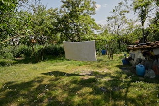 A grassy backyard area surrounded by trees and shrubs under a bright blue sky. A white blanket is hung on a clothesline, gently swaying amidst the greenery. Several blue barrels and an old shed with a variety of materials are visible nearby.