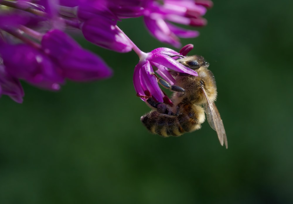 Una abeja que está sentada sobre una flor