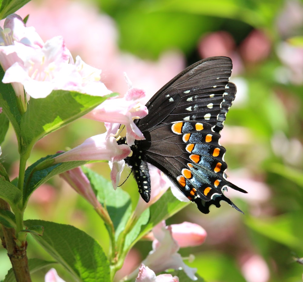 a black and orange butterfly sitting on a flower