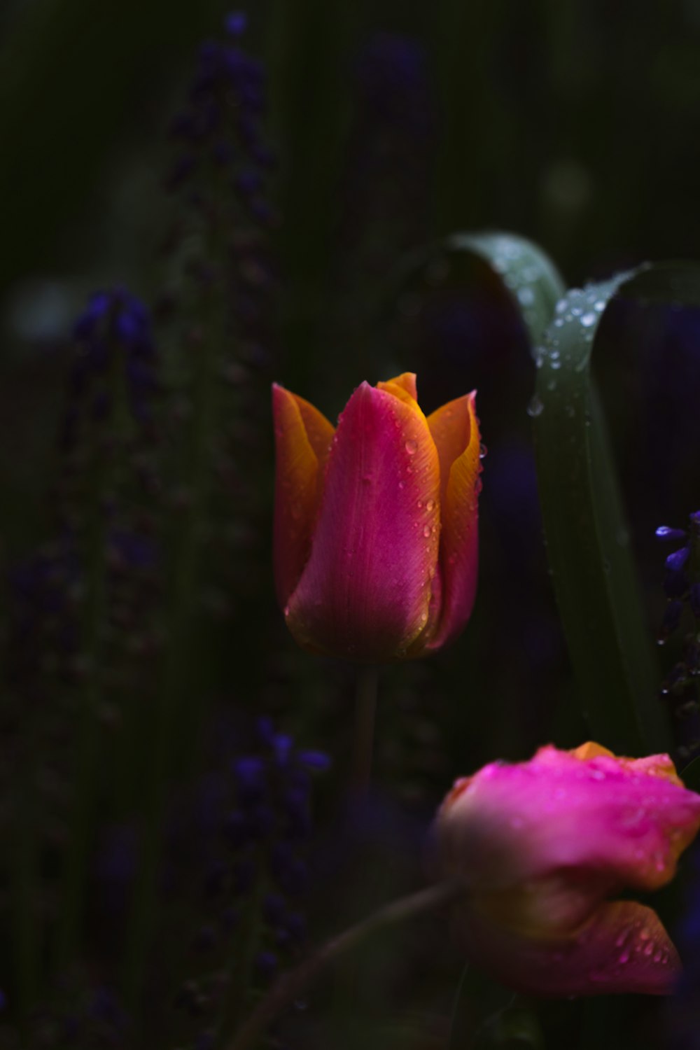 um par de flores que estão ao lado um do outro