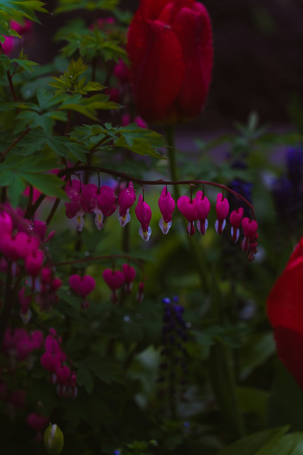 草の中にある花の束