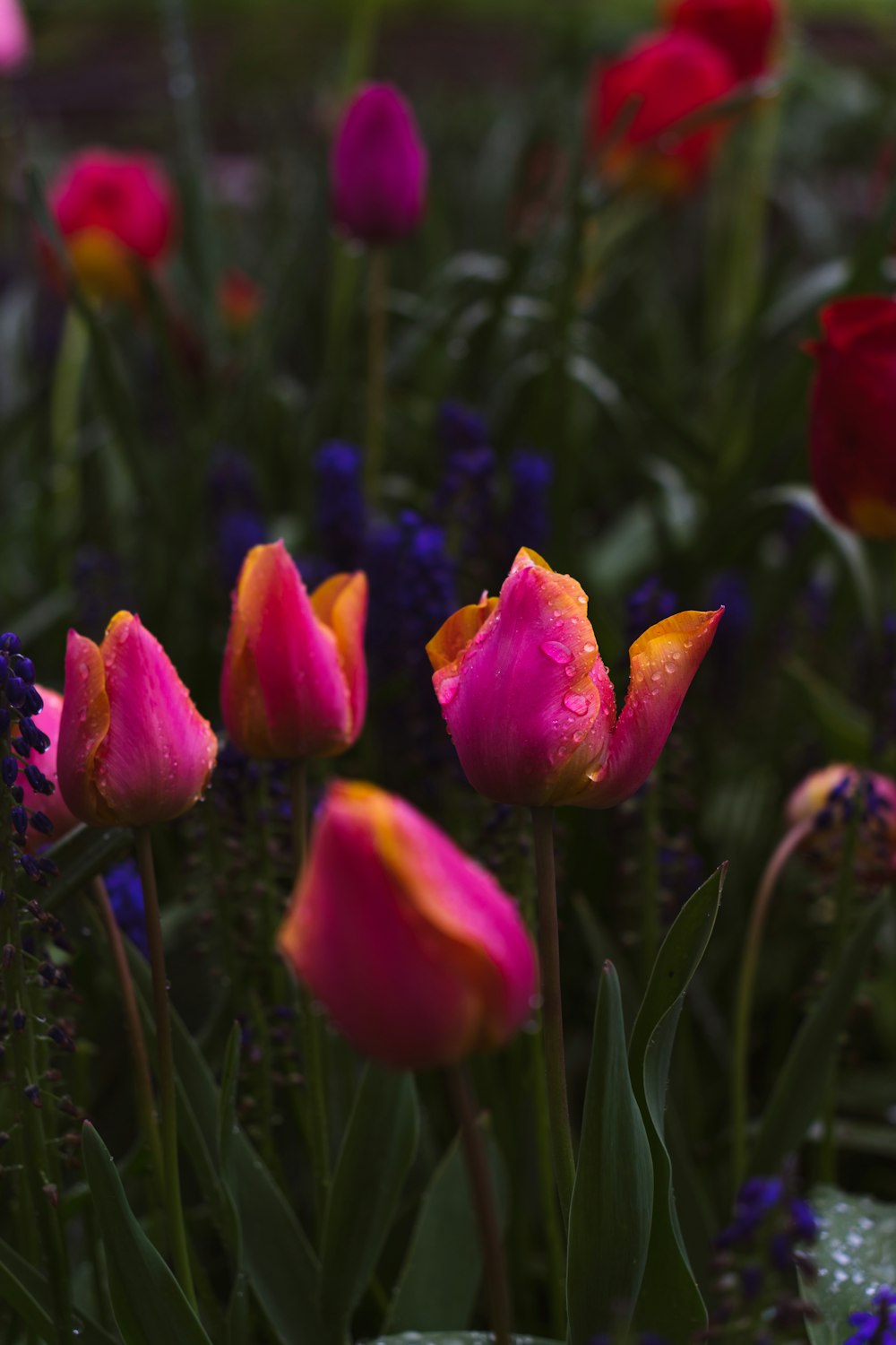 a bunch of flowers that are in the grass