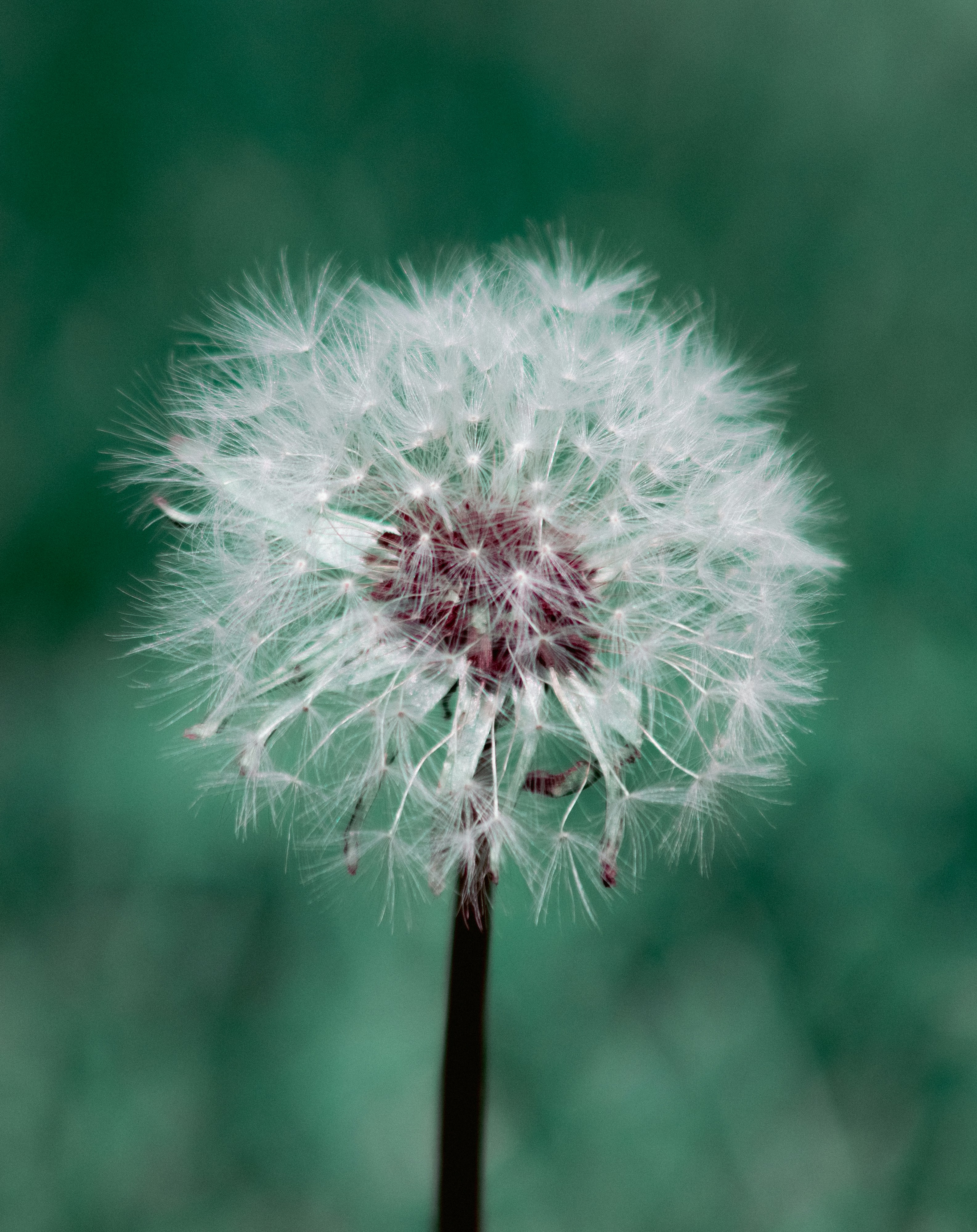 Photo by sinabahar76