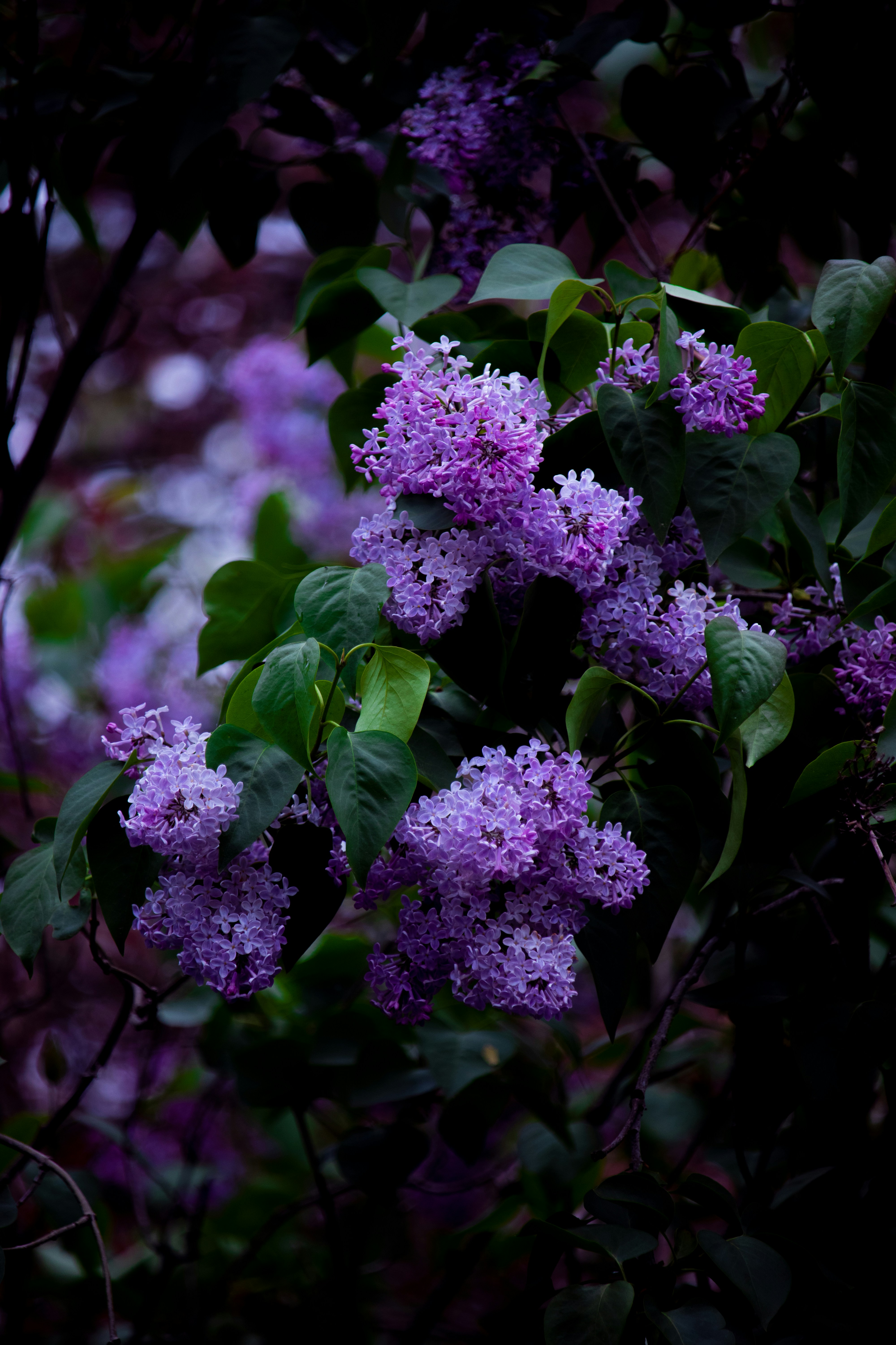 Photo by sinabahar76