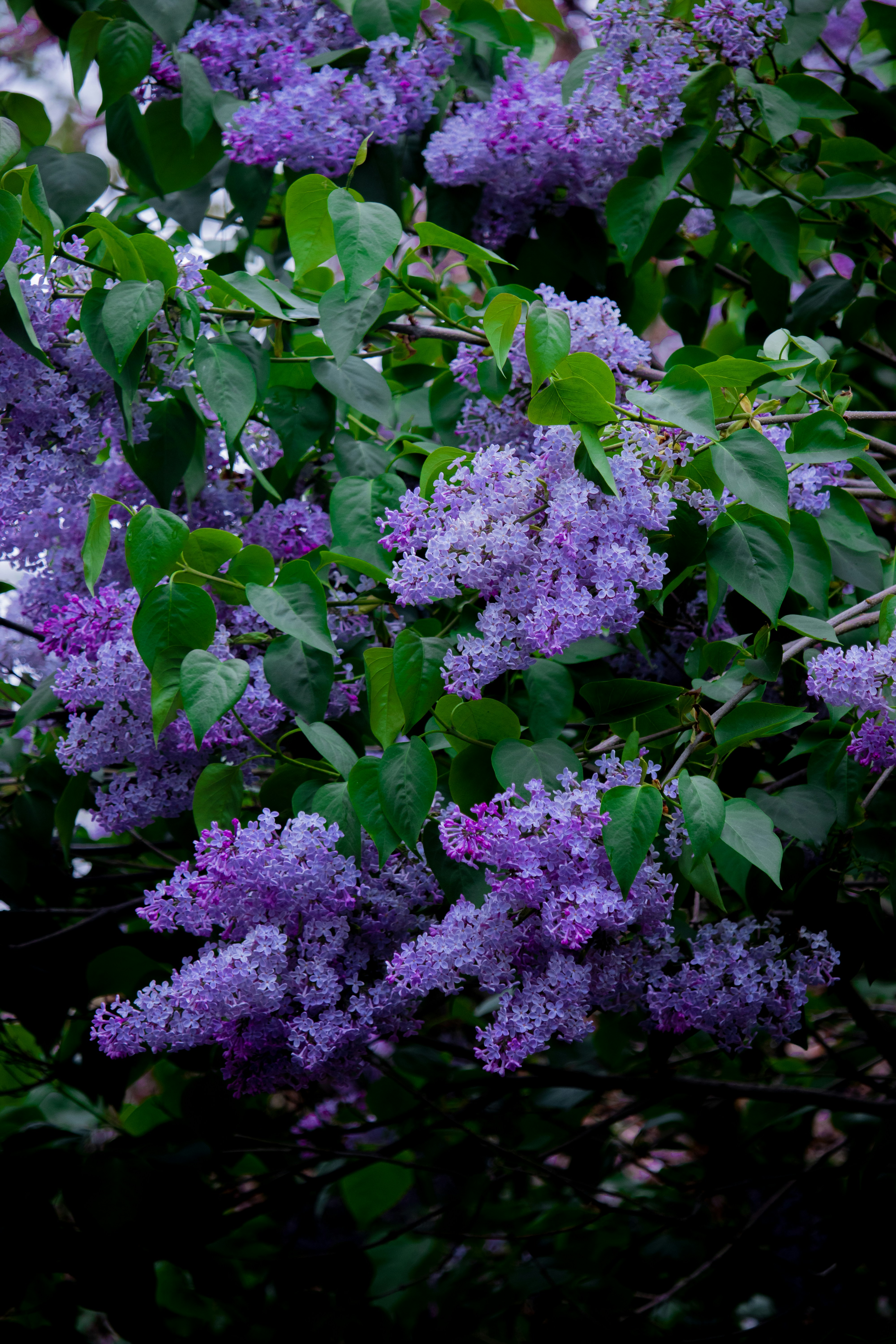 Photo by sinabahar76