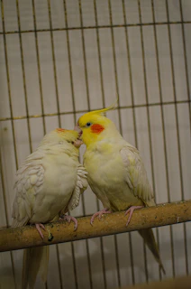 Two cockatiels sitting side by side on a wooden perch, showing bond and trust