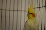 A playful cockatiel enjoying a handful of freshly scattered feed in a bright kitchen