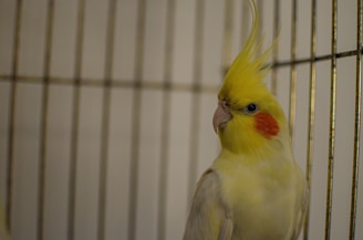 A cockatiel with a bright orange cheek patch perched on a swing inside a cozy cage.
