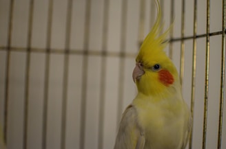 A playful cockatiel enjoying a handful of freshly scattered feed in a bright kitchen