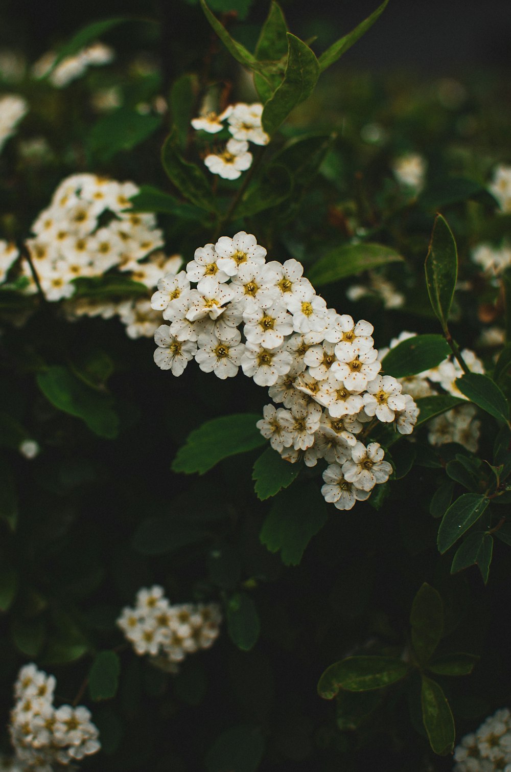 a bush of white flowers with green leaves