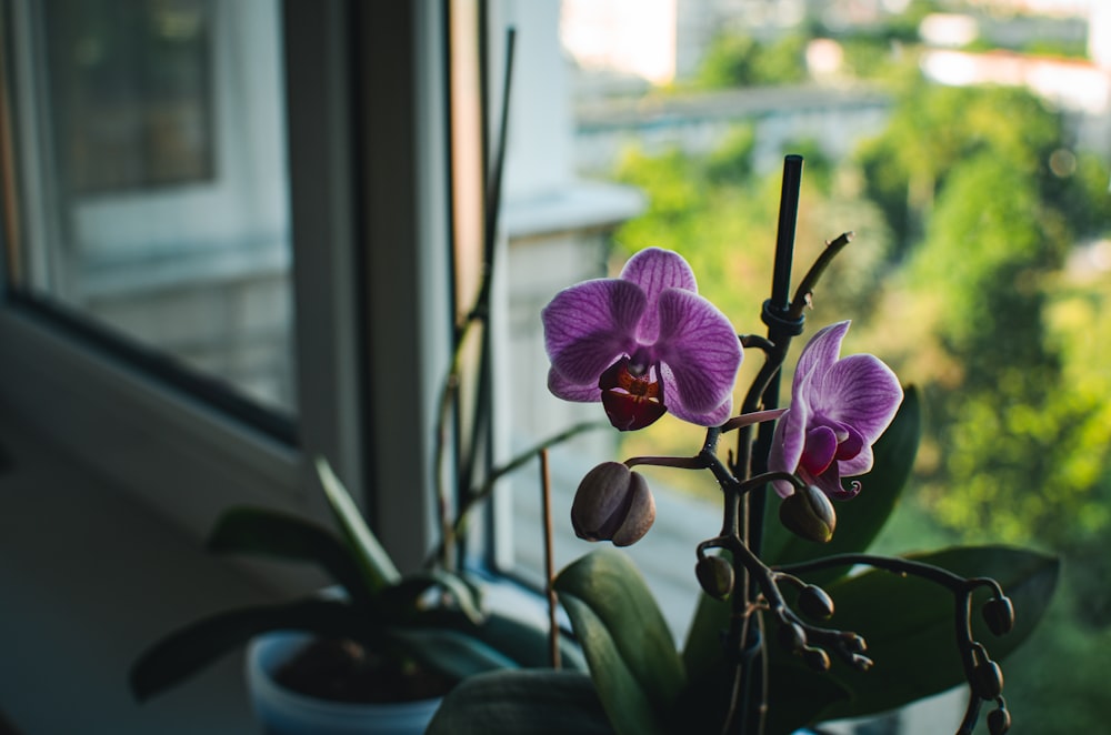 una planta en maceta con flores púrpuras frente a una ventana