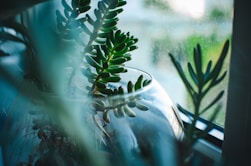 a close up of a plant near a window