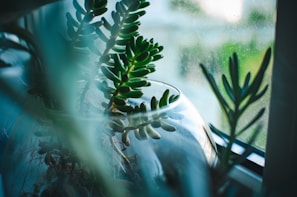 a close up of a plant near a window