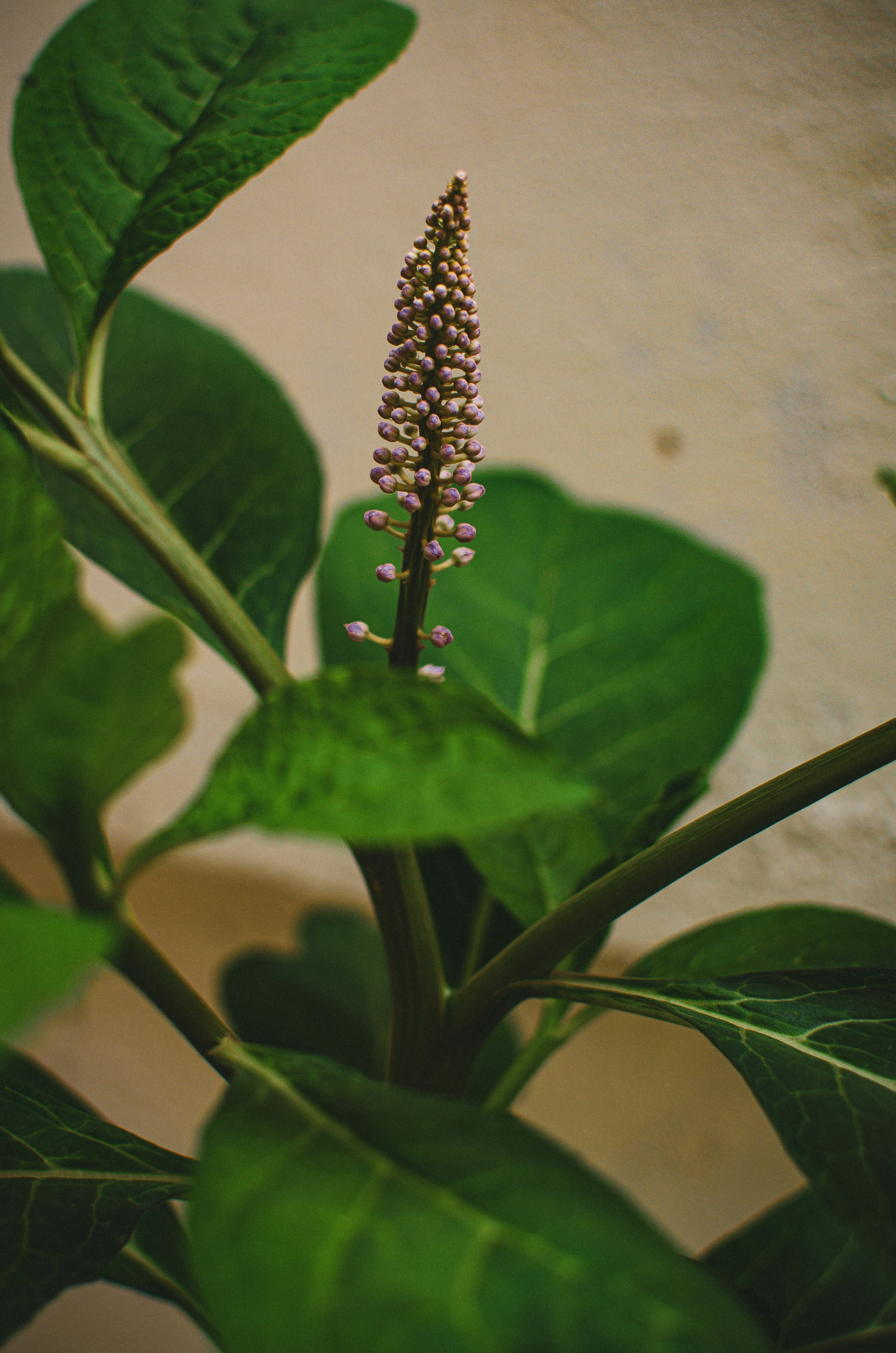 SIROP G.P.S GINGEMBRE PETIT COLA SOUCHET