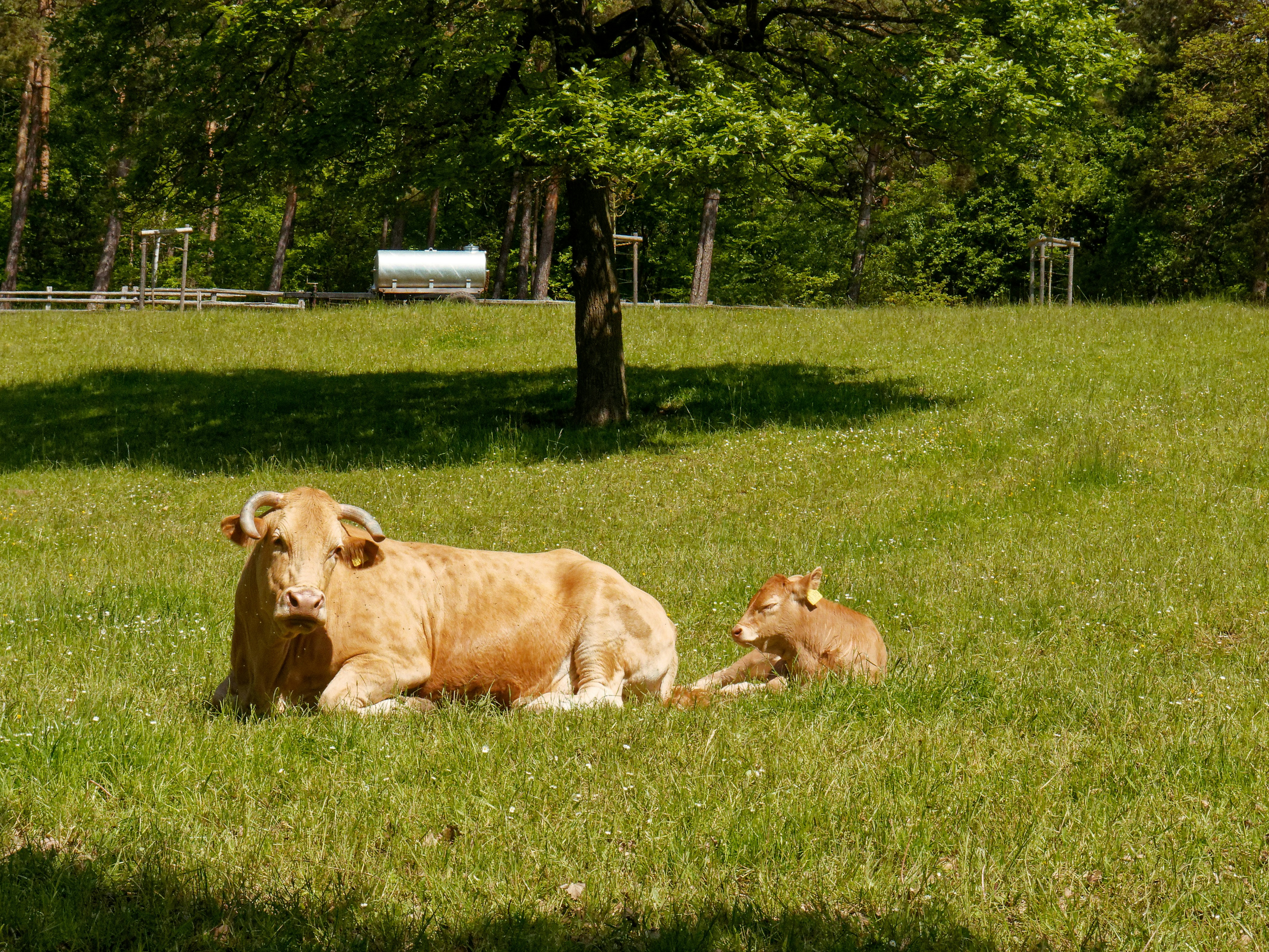 a couple of cows laying on top of a lush green field