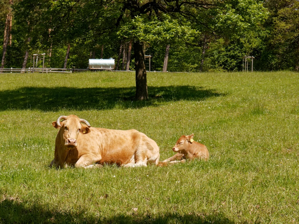 a couple of cows laying on top of a lush green field