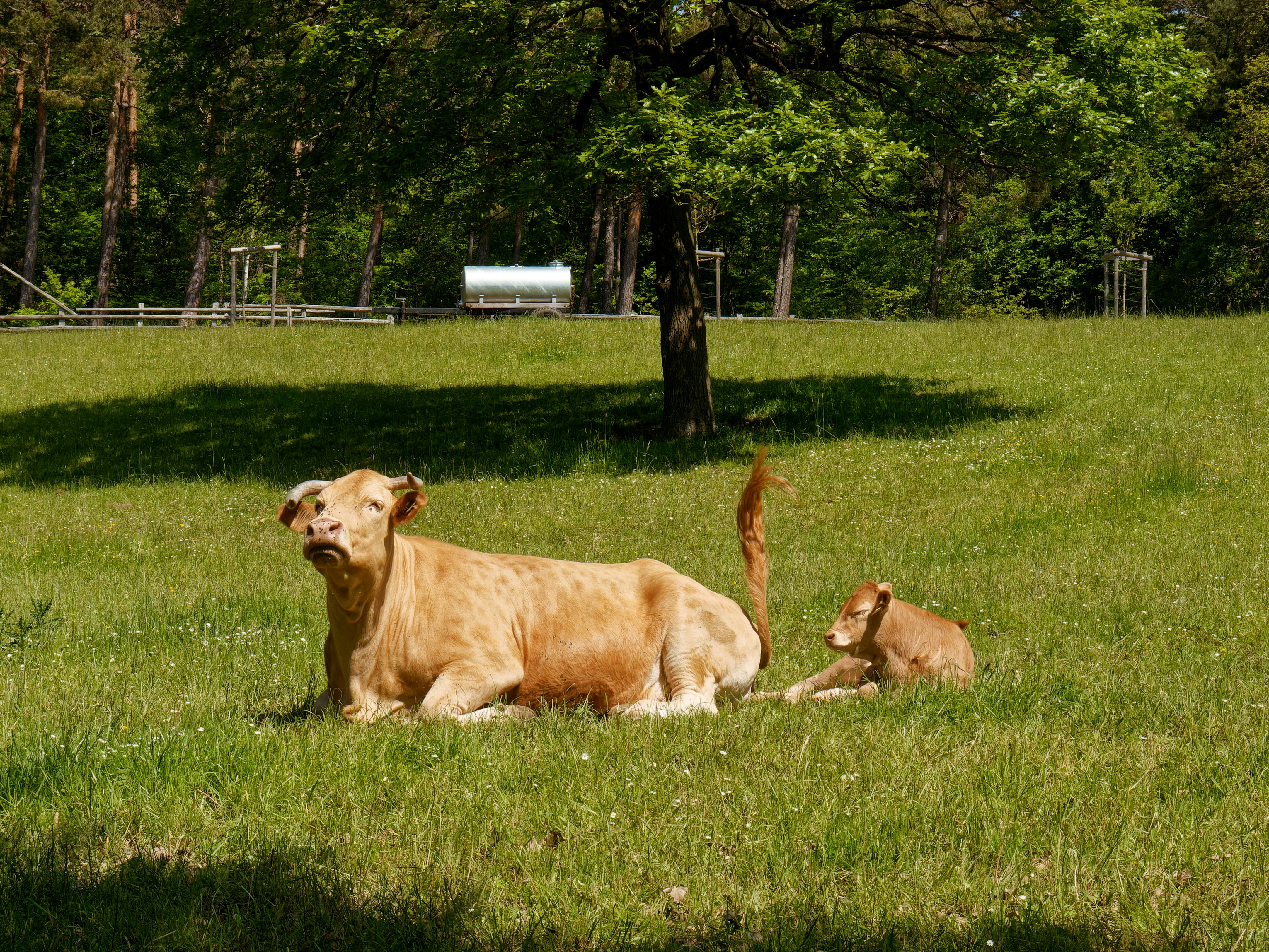a mother cow and her calf laying in a field