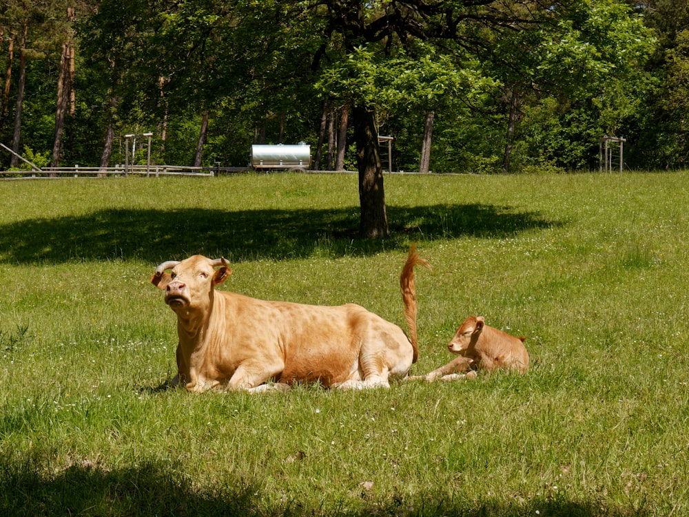 a mother cow and her calf laying in a field