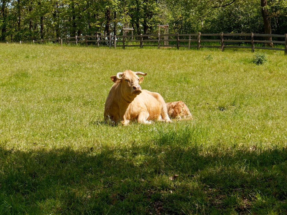 a brown cow laying in a field next to a baby cow
