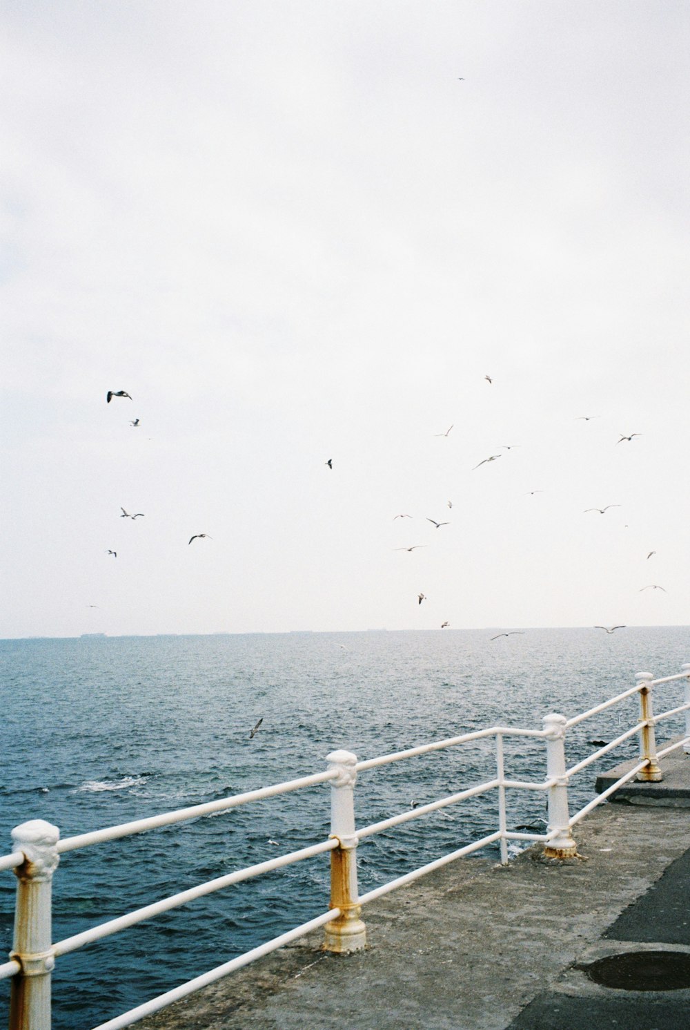 a group of birds flying over a body of water