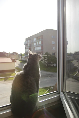 A cozy scene of a cat perched on a windowsill, gazing thoughtfully outside as sunlight warms its fur.