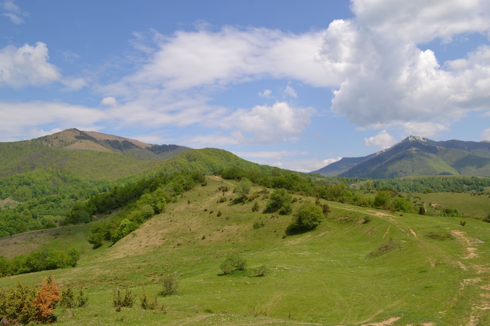 a lush green hillside covered in lush green trees