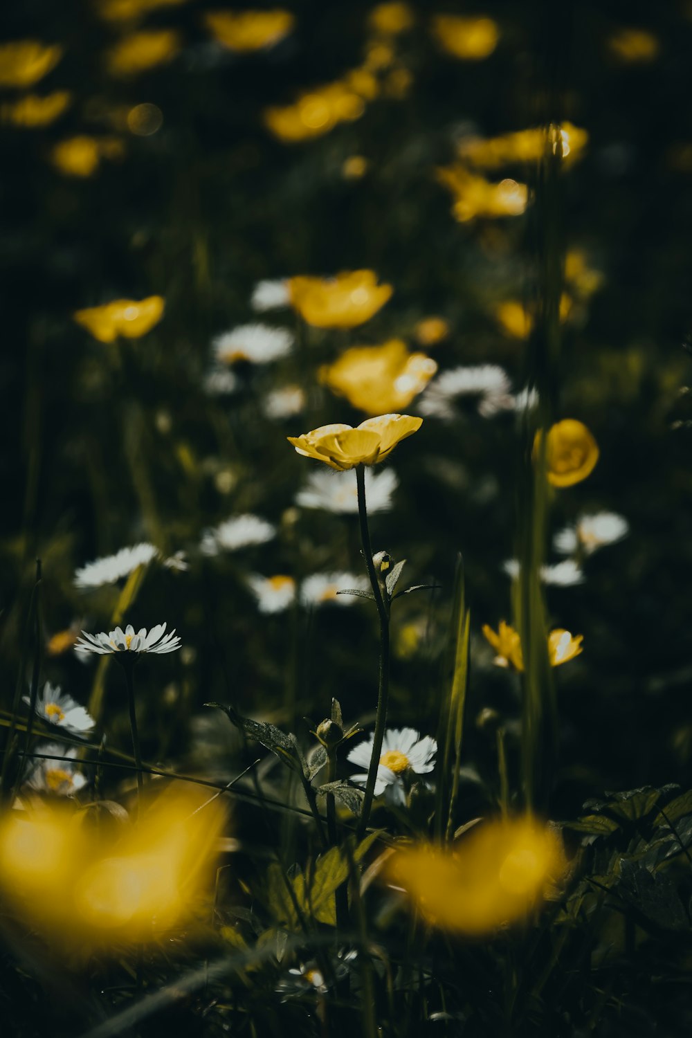 a field full of yellow and white flowers