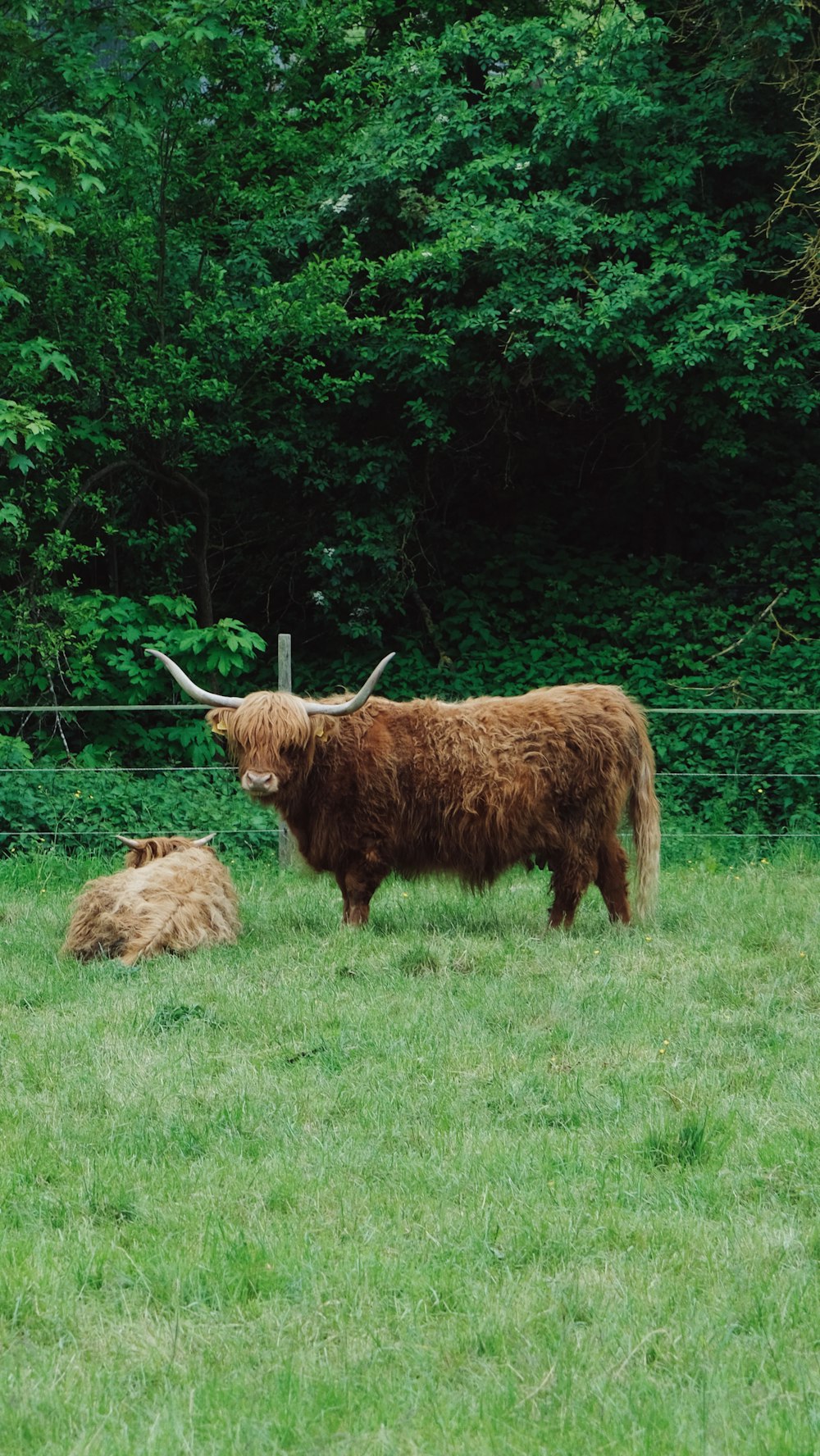 a large brown cow standing on top of a lush green field