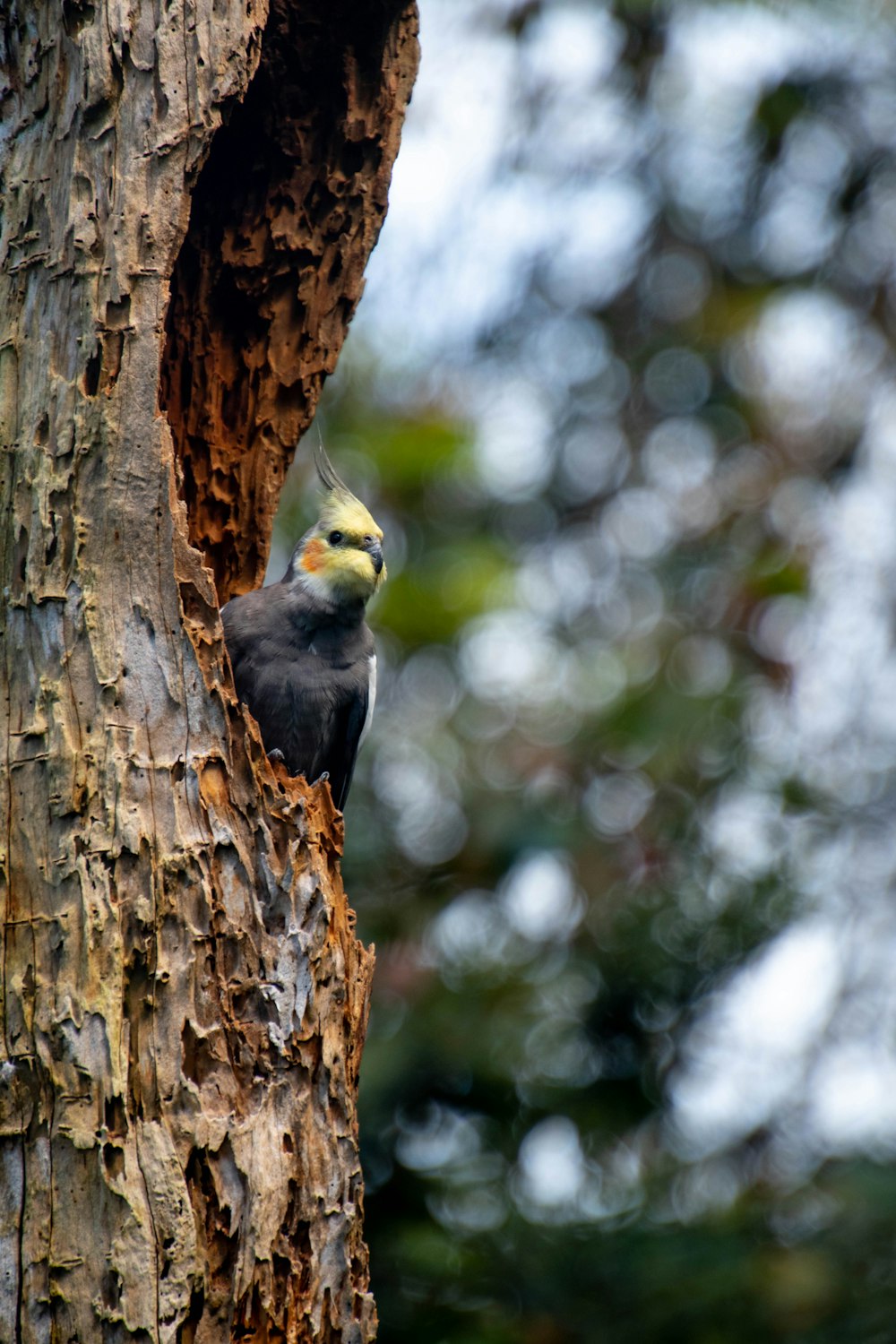 Un pájaro está posado en el costado de un árbol