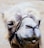 Close-up of a camel's face with a white and light brown fur. The camel is wearing a black harness, and its mouth is slightly open.