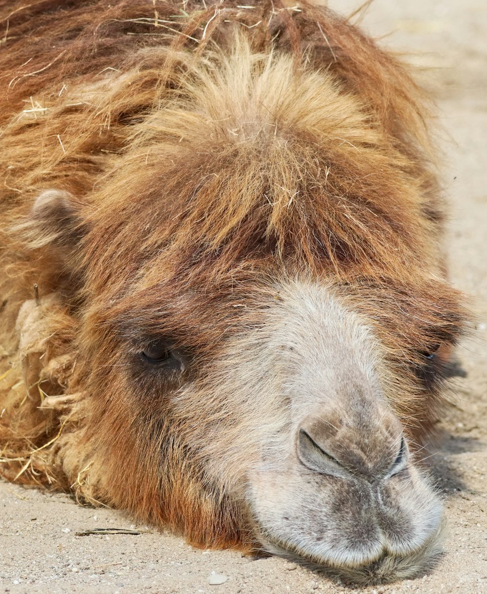 a close up of a camel laying on the ground