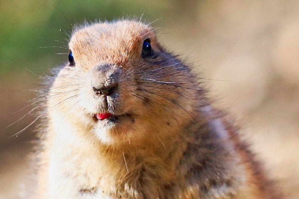 a close up of a rodent looking at the camera
