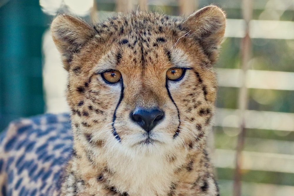 a close up of a cheetah looking at the camera